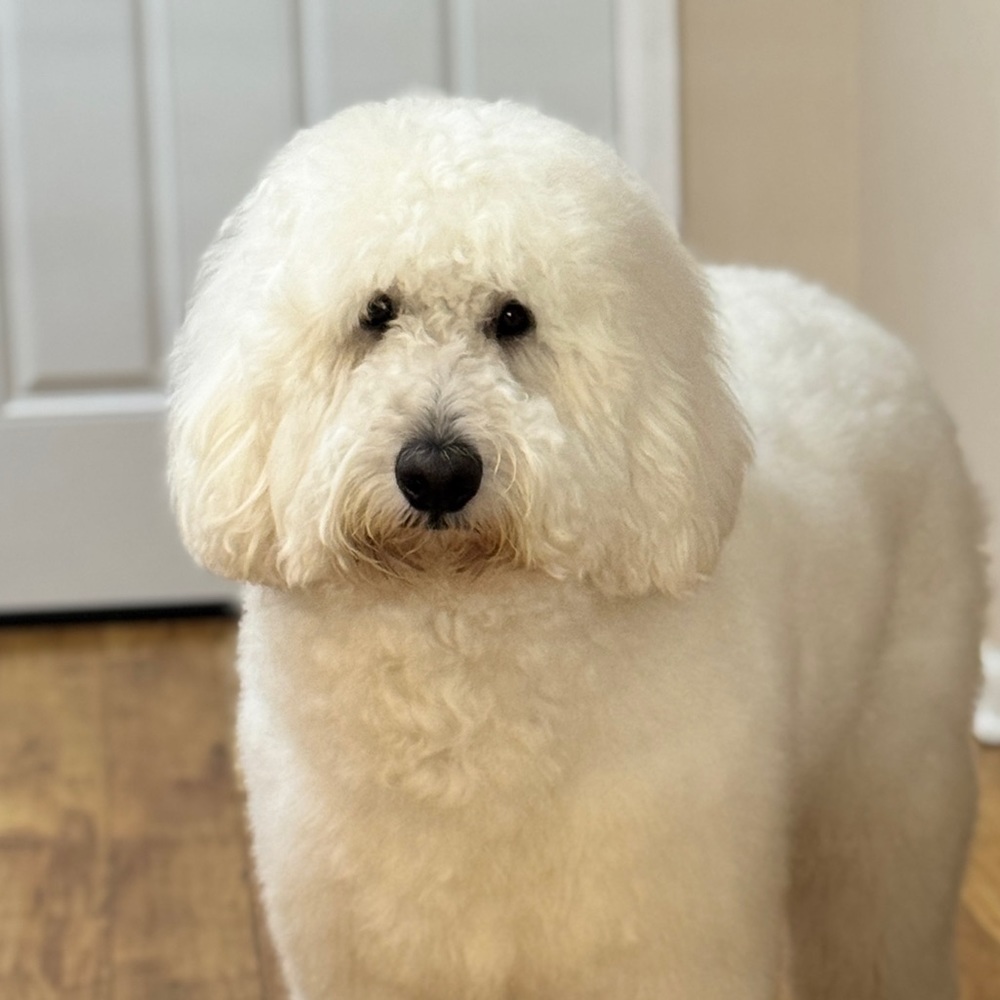 Meet your Posher, Annie